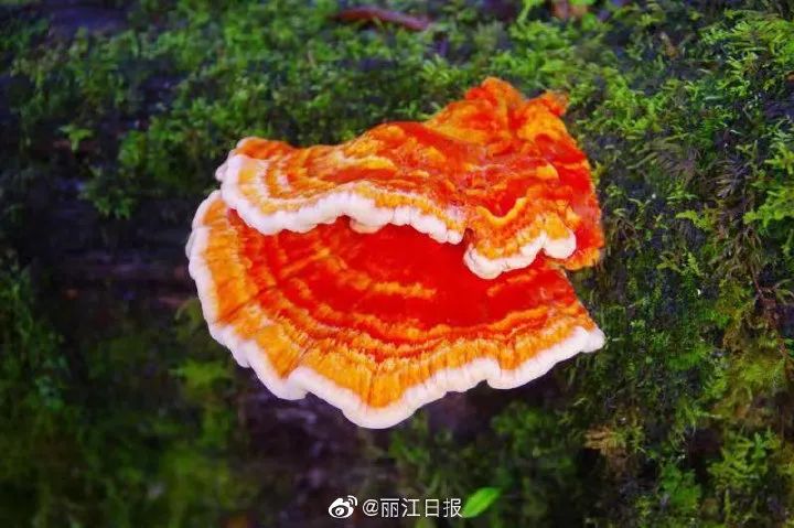 丽江日报(微信)