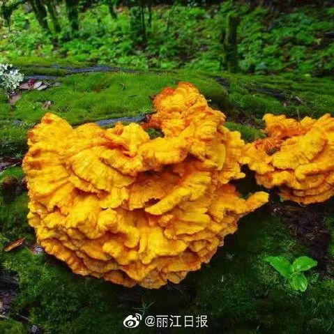 丽江日报(微信)