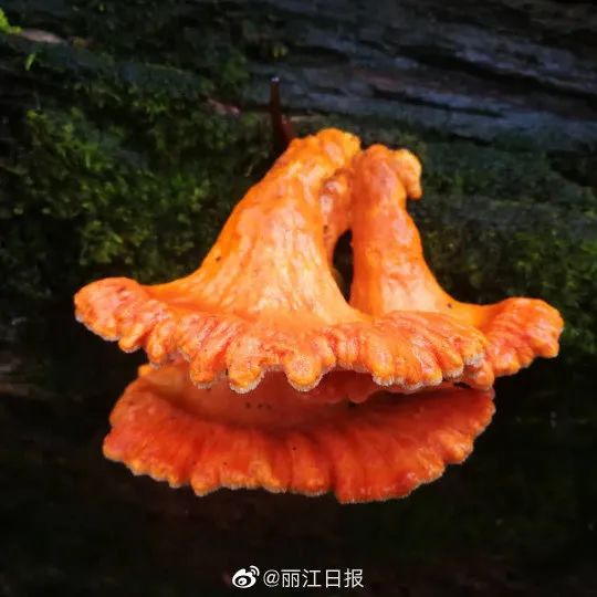 丽江日报(微信)