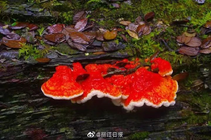 丽江日报(微信)