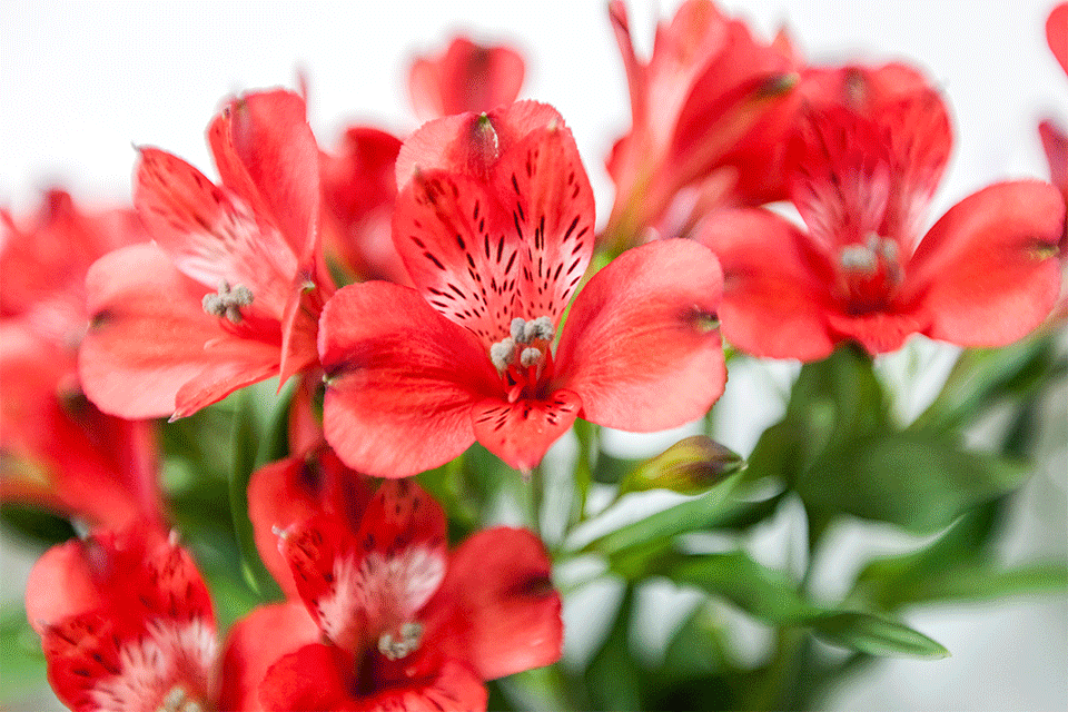 “嵩明发布”微博