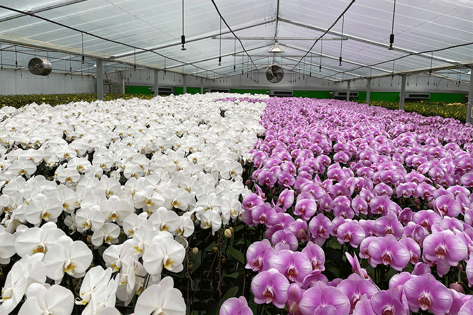 “嵩明发布”微博