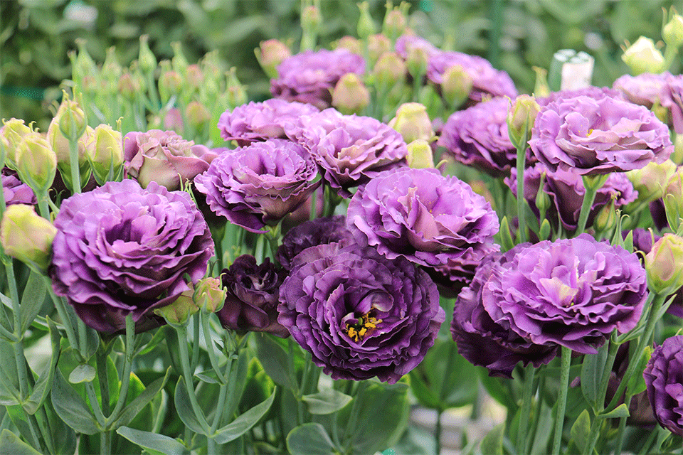 “嵩明发布”微博