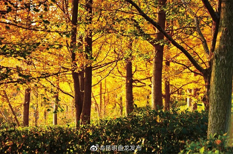 “昆明盘龙发布”微博