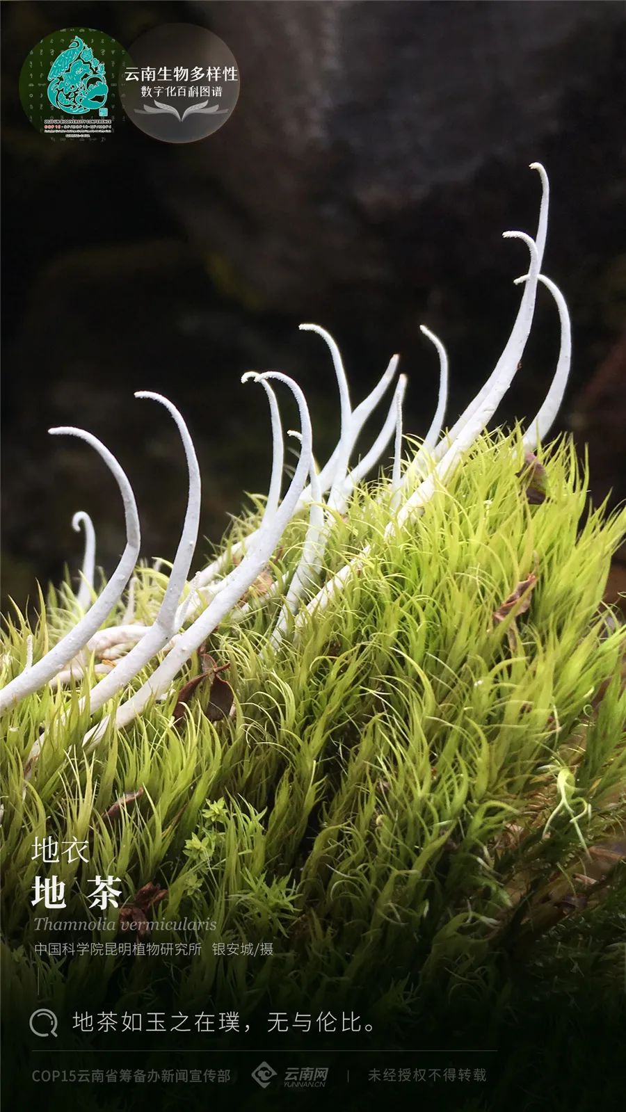 云南省人民政府网