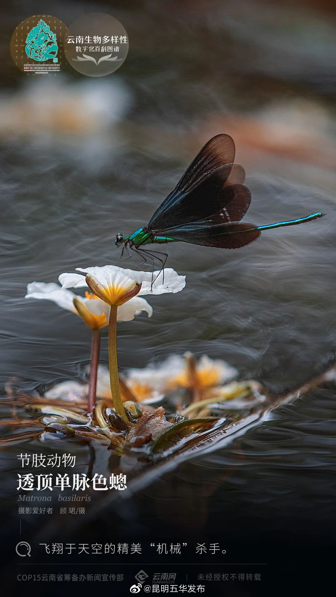节肢动物·透顶单脉色蟌：飞翔于天空的精美“机械”杀手