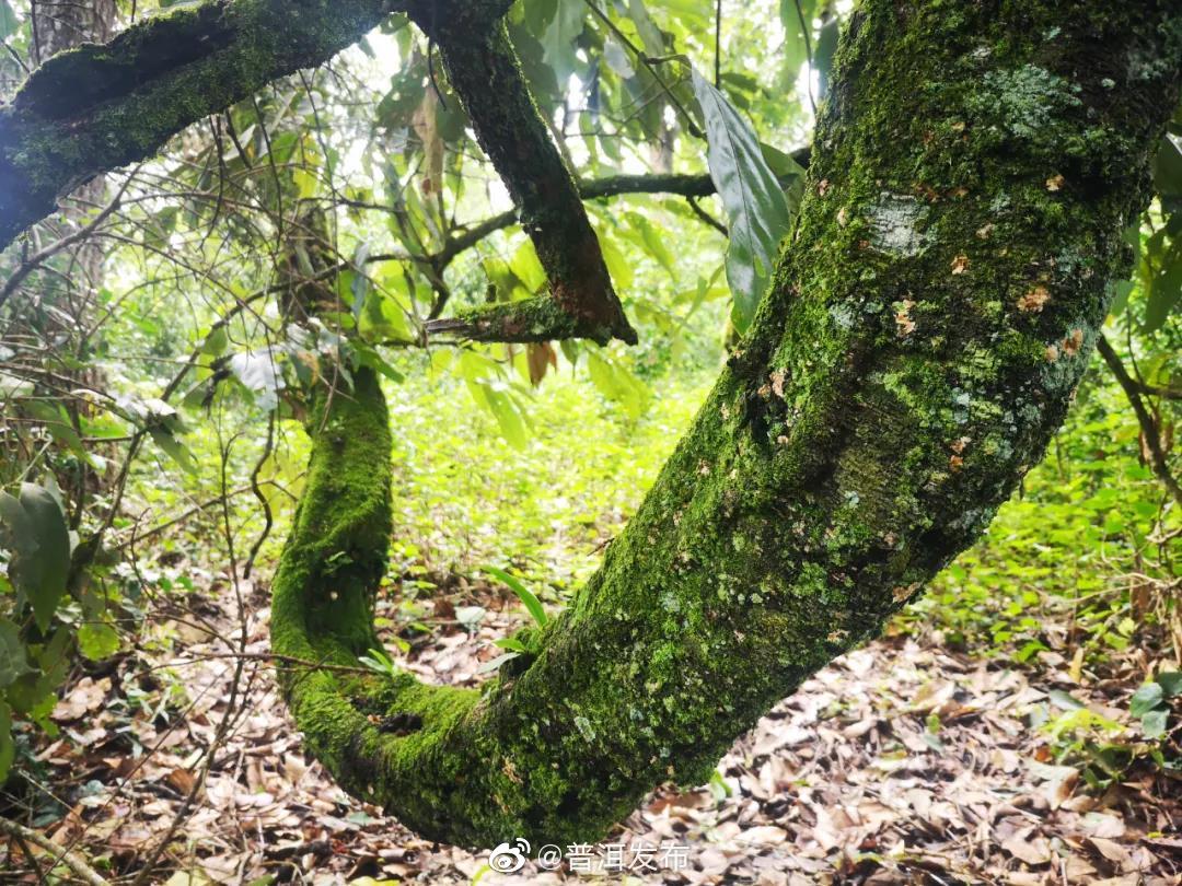 江城：热带雨林中的“巨蟒”——常春油麻藤