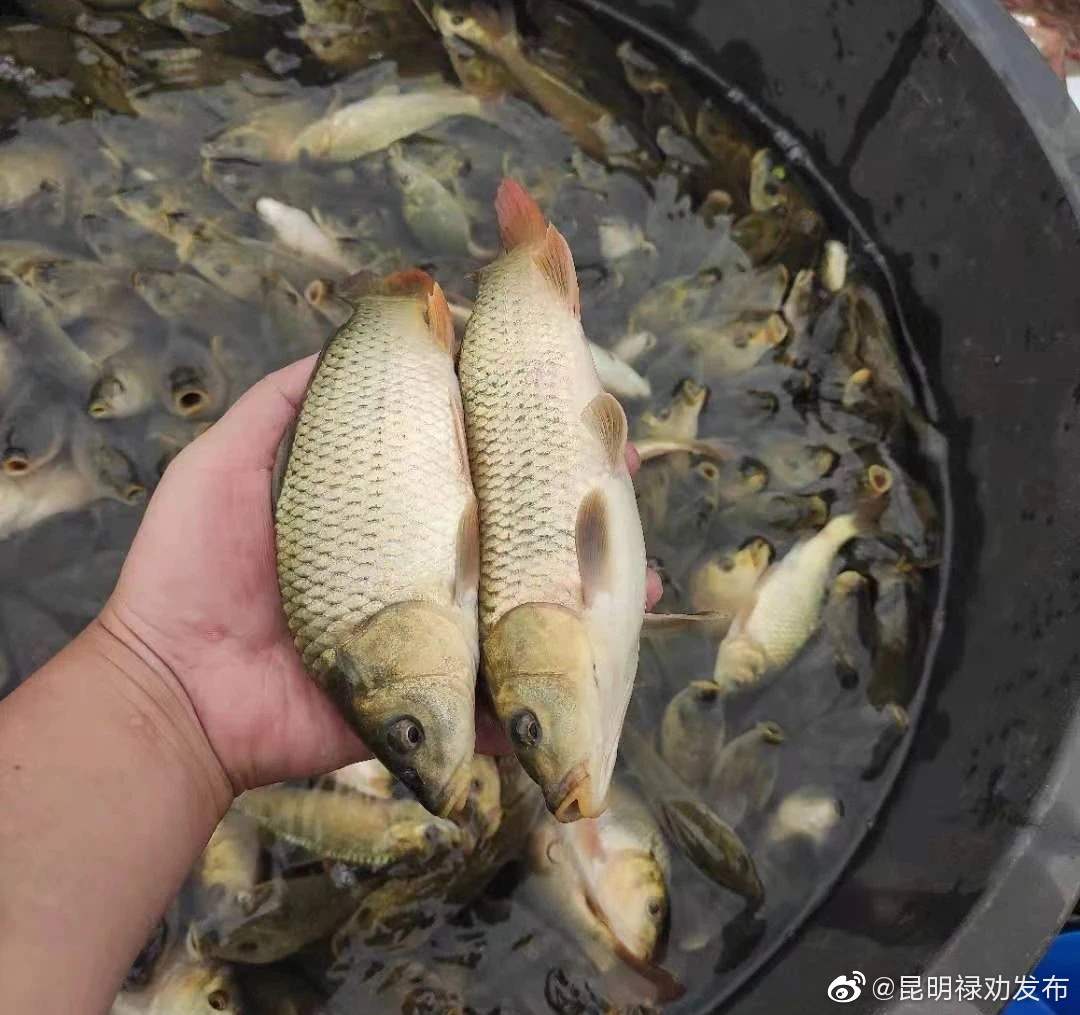 “昆明禄劝发布”微博