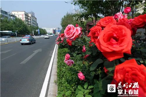 春城晚报(微信)