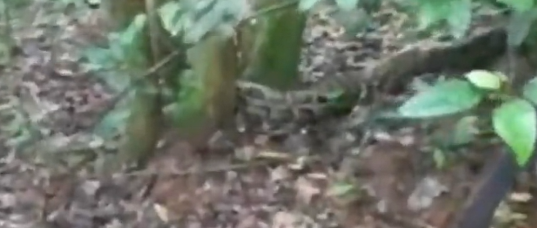 春城晚报(微信)