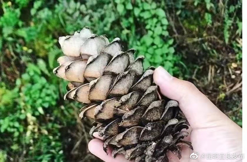 “昆明宜良发布”微博