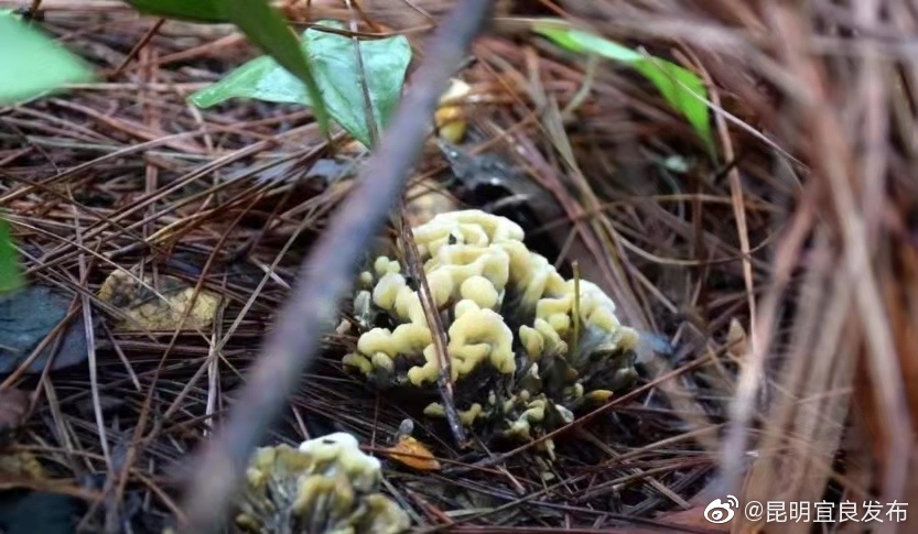 “昆明宜良发布”微博