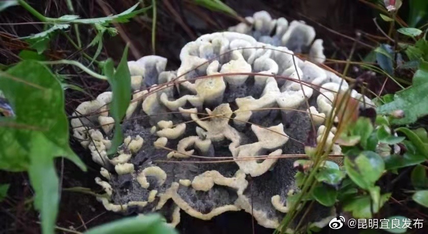 “昆明宜良发布”微博