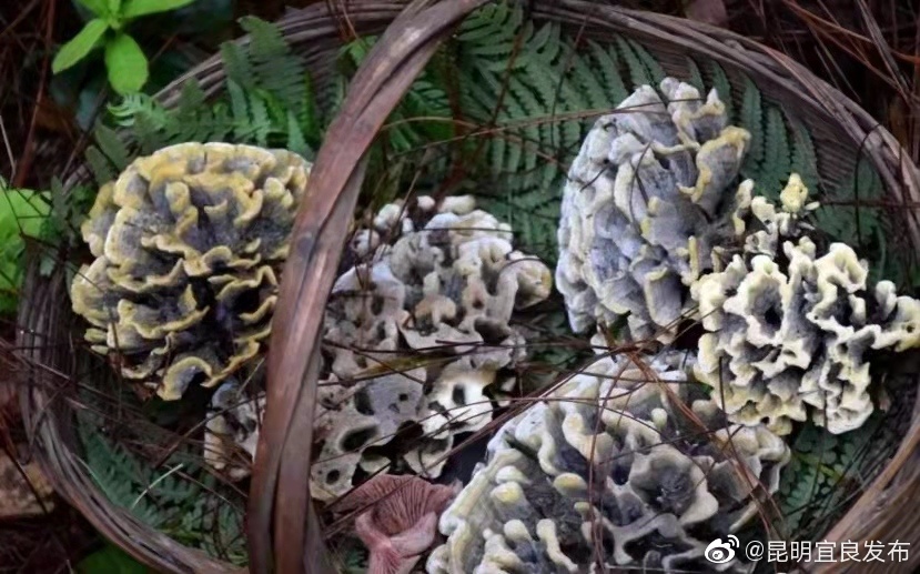 “昆明宜良发布”微博