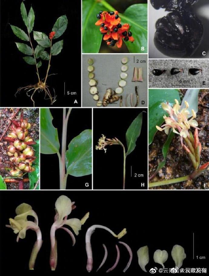 “云南发布”微博