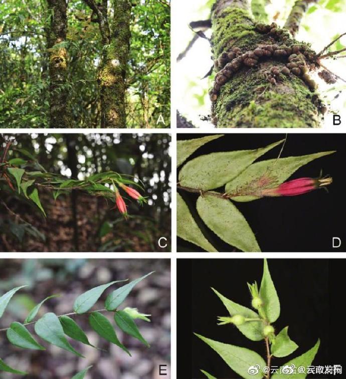 “云南发布”微博
