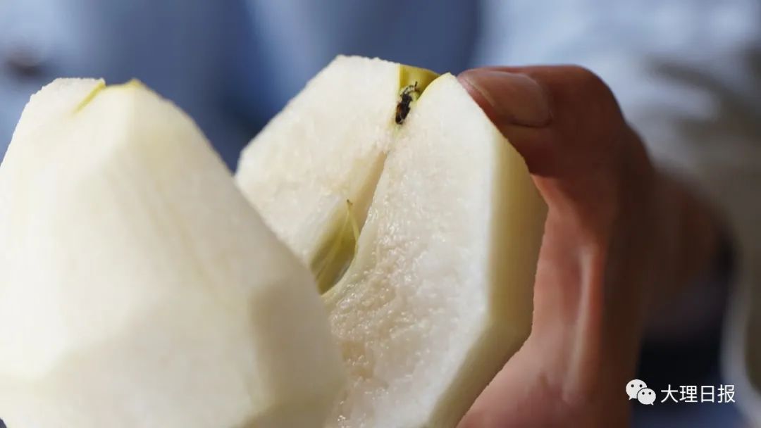 大理日报(微信)