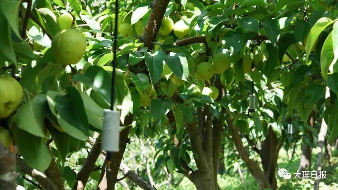 大理日报(微信)