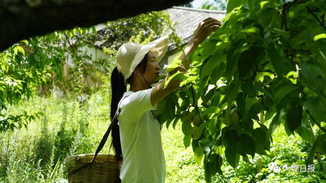 大理日报(微信)