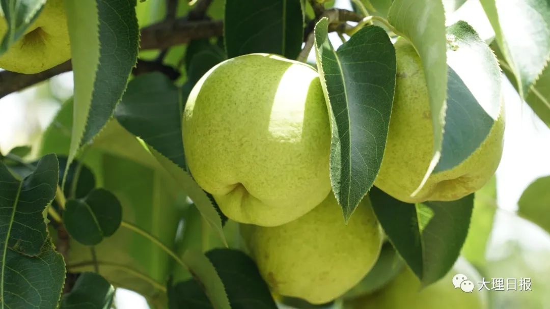 大理日报(微信)