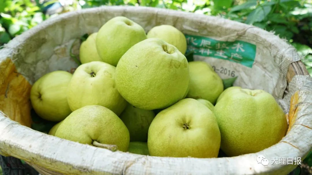 大理日报(微信)