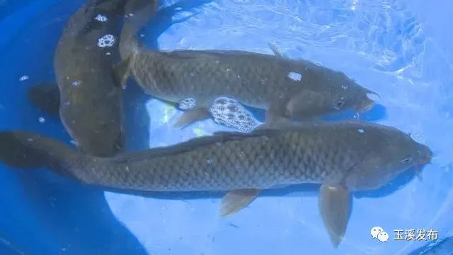 玉溪发布(微信)