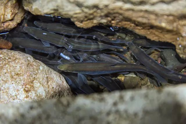 玉溪发布(微信)