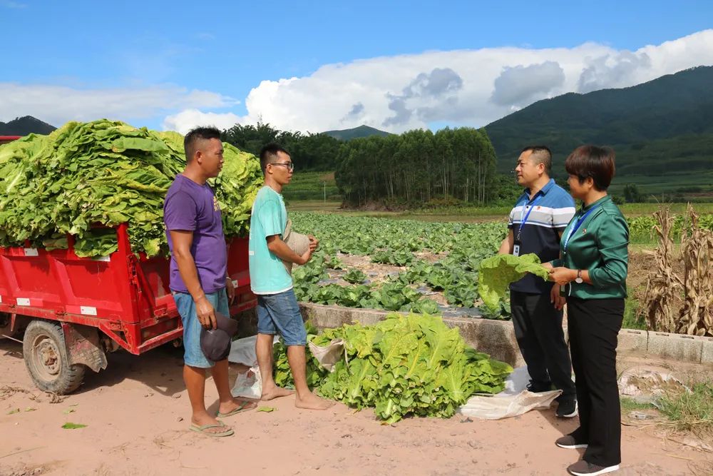 清廉普洱(微信)