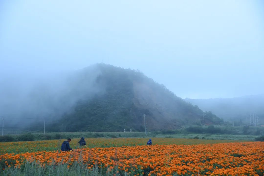 丽江日报(微信)