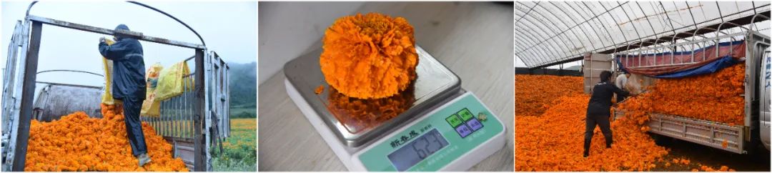 丽江日报(微信)