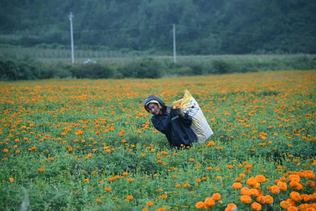 丽江日报(微信)