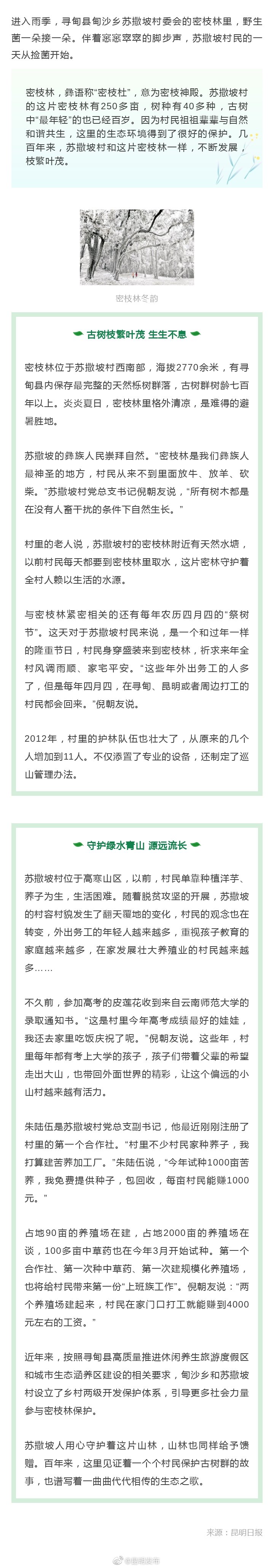 寻甸密枝林 生态之歌代代传