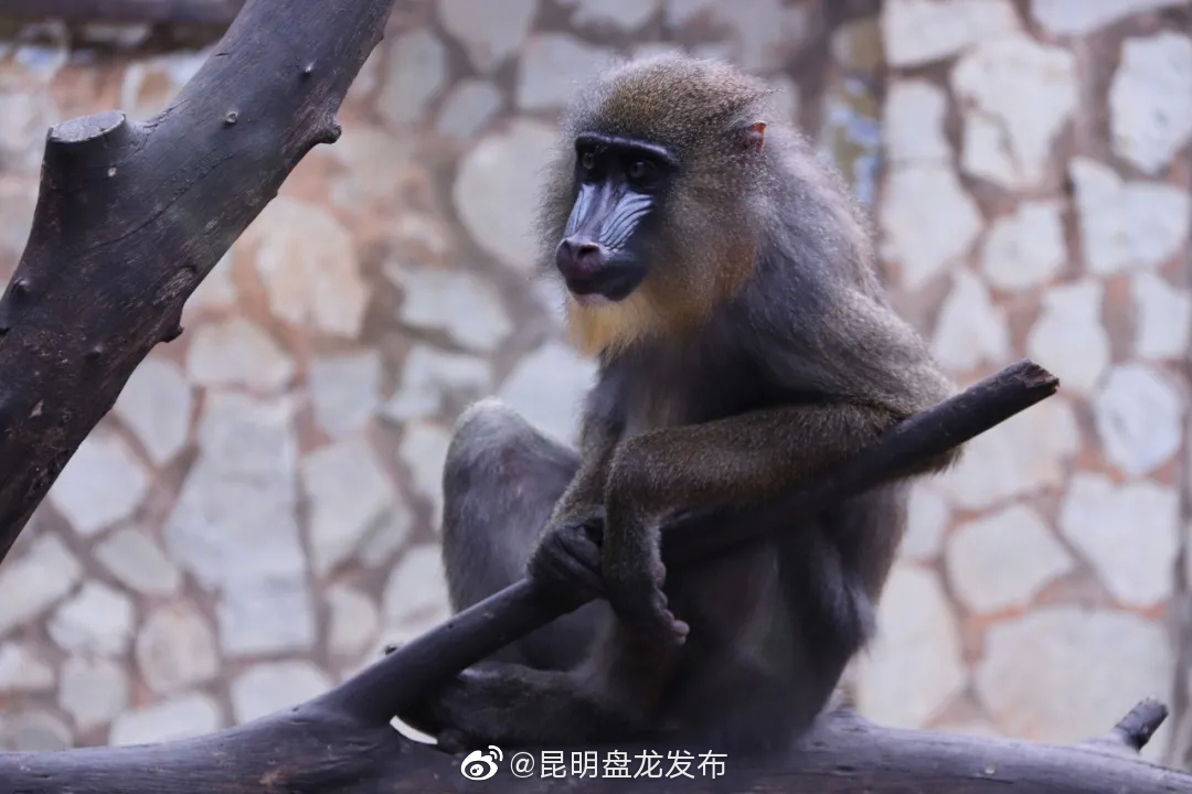 “昆明盘龙发布”微博