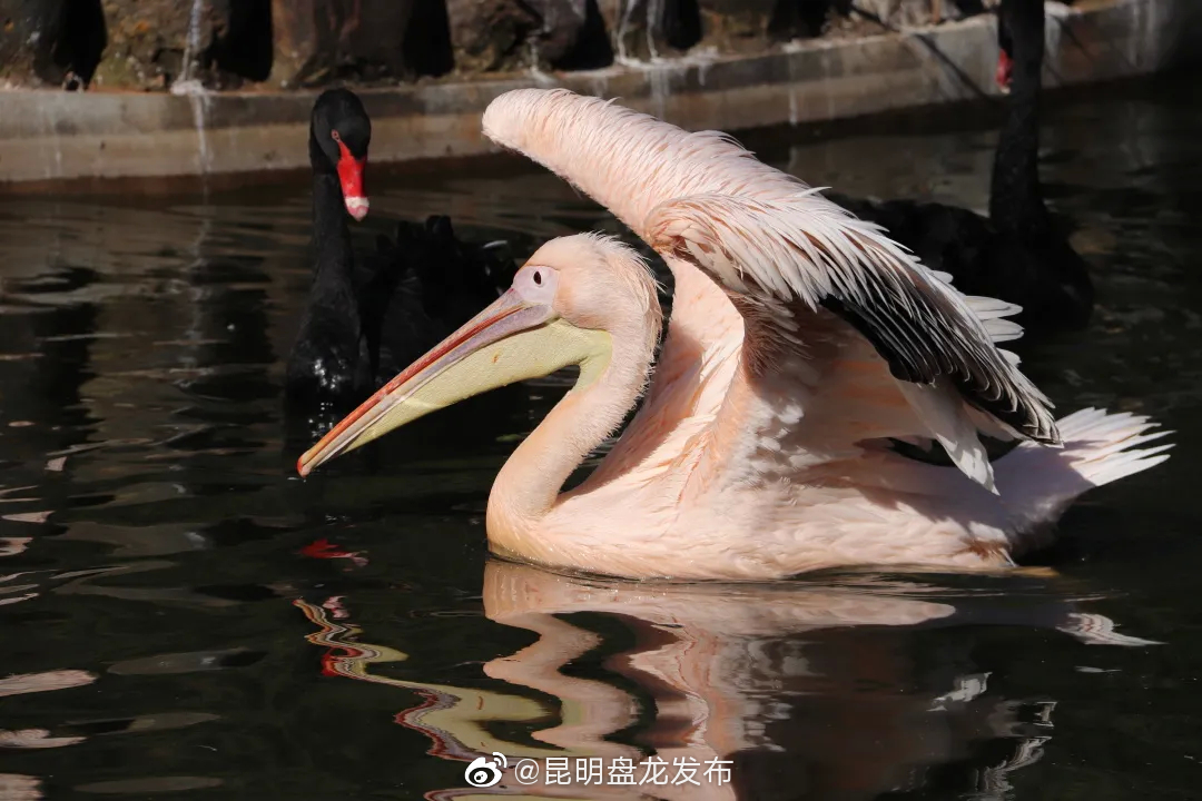 “昆明盘龙发布”微博