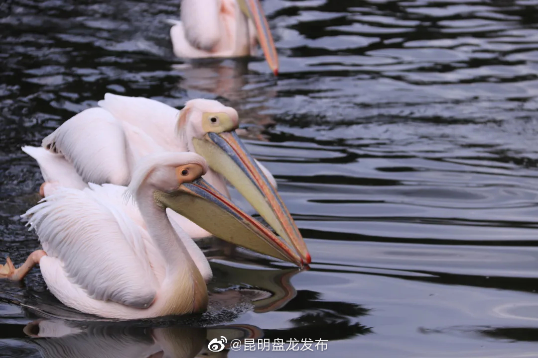 “昆明盘龙发布”微博