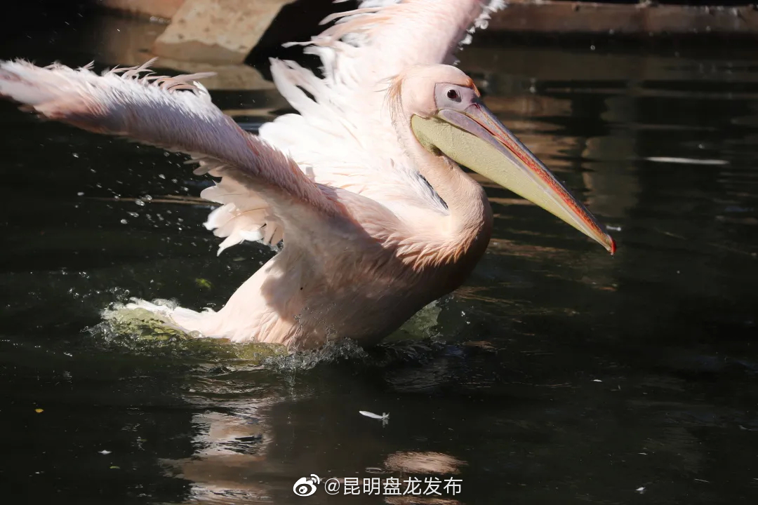 “昆明盘龙发布”微博