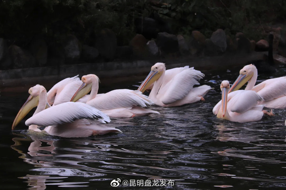“昆明盘龙发布”微博