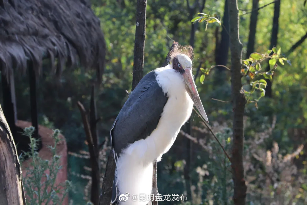 “昆明盘龙发布”微博