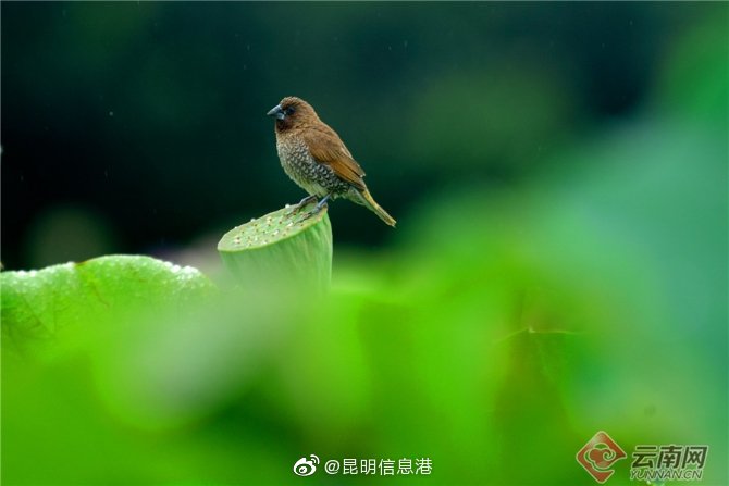 昆明信息港微博