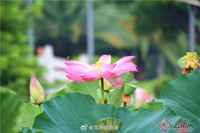 昆明信息港微博