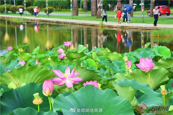 昆明信息港微博