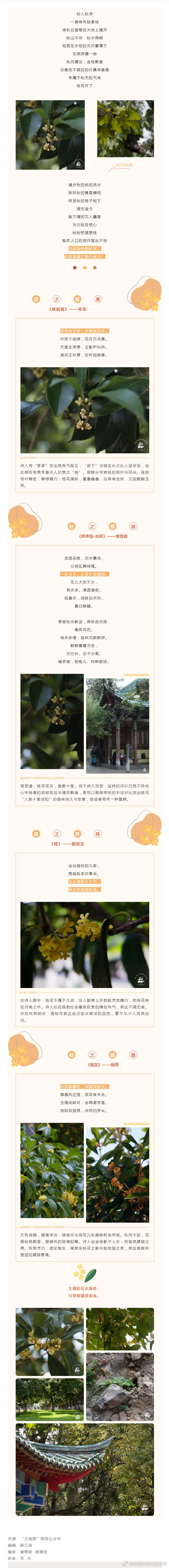 最美的“桂花”和诗词，香满西山区整个秋天