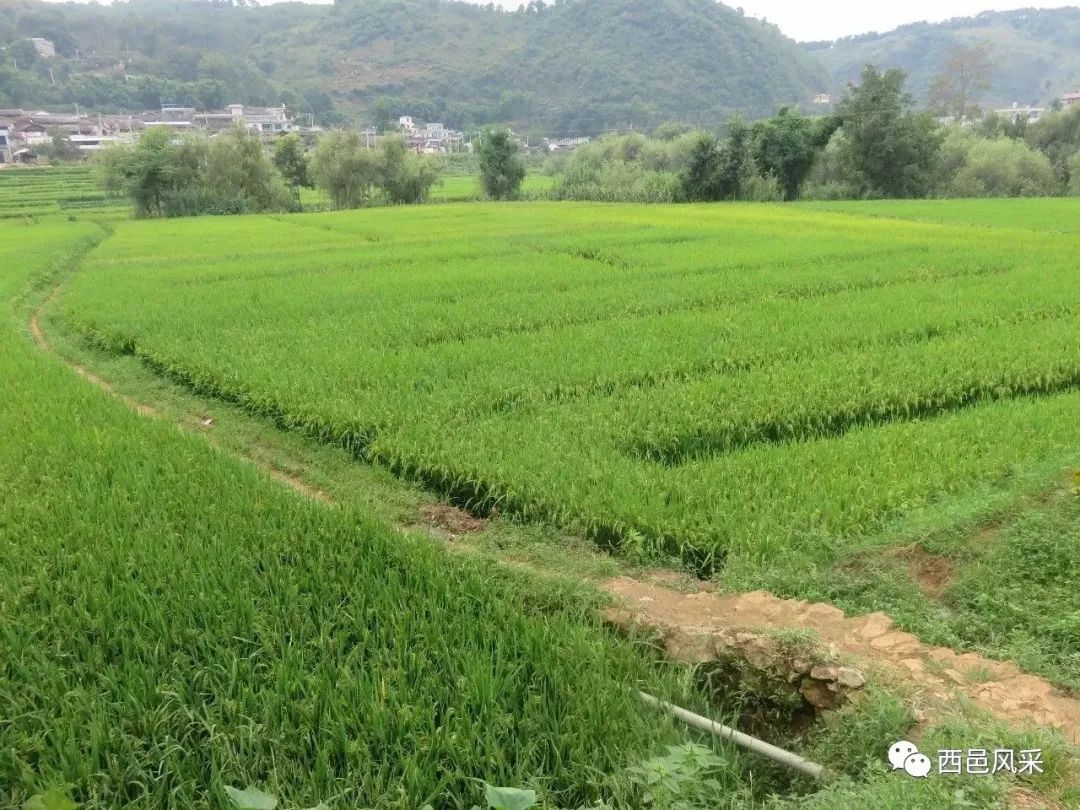 保山新闻网(微信)