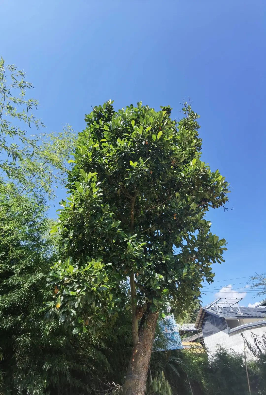 保山新闻网(微信)