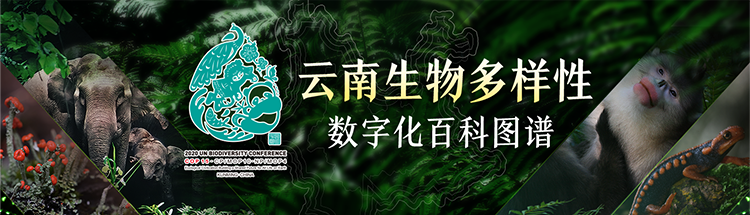 丽江日报(微信)
