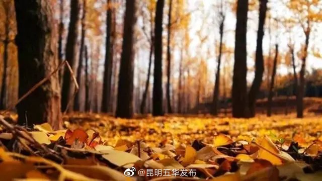 “昆明五华发布”微博