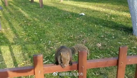 “昆明五华发布”微博