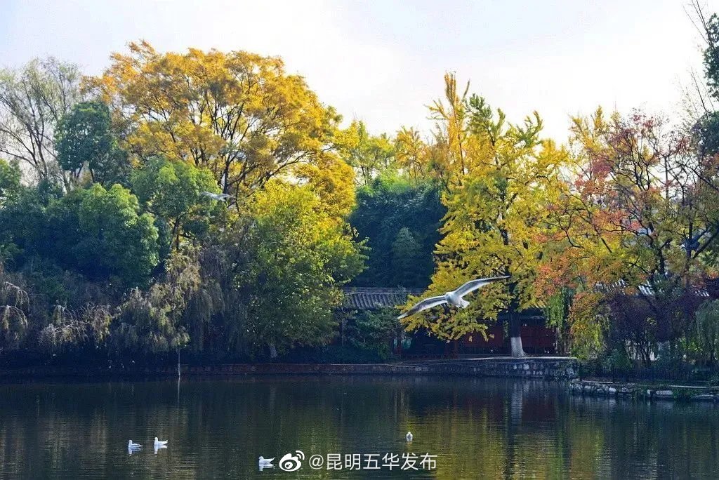“昆明五华发布”微博