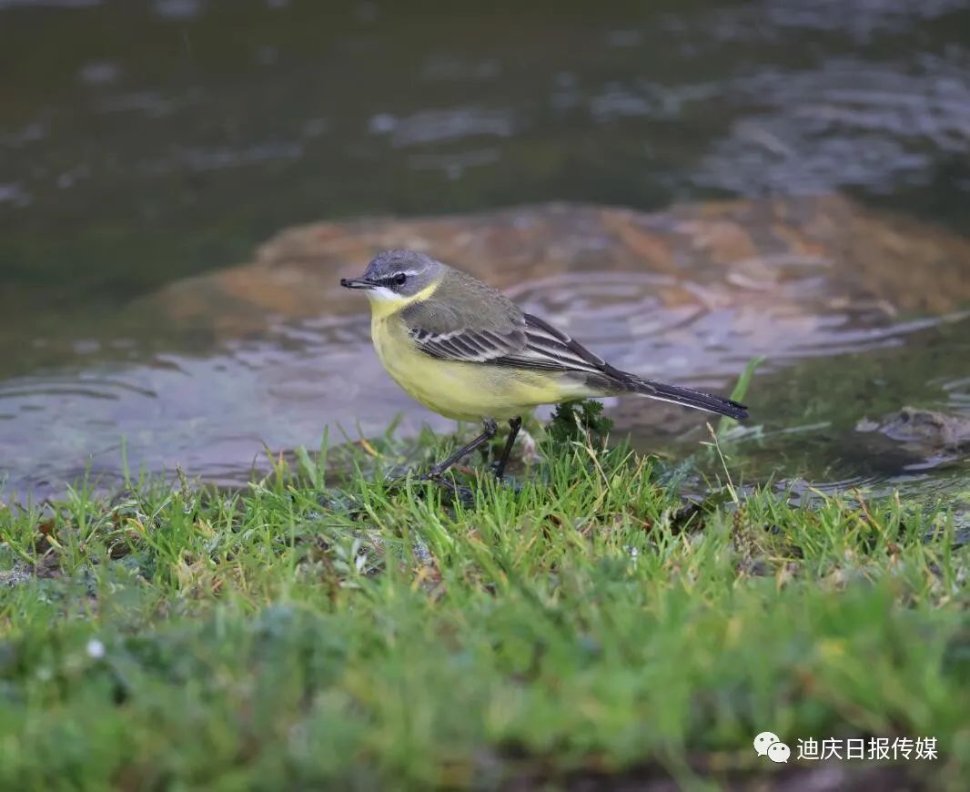 迪庆日报传媒(微信)