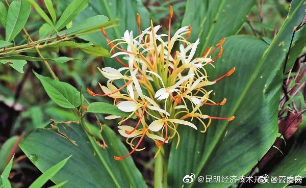 “昆明经济技术开发区管委会”微博